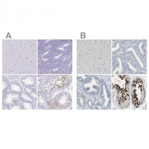 Anti-DAZL antibody produced in rabbit HPA019593-100UL