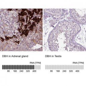 Anti-DBH antibody produced in rabbit HPA070789-100UL
