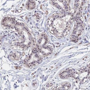 Anti-DBNDD1 antibody produced in rabbit 