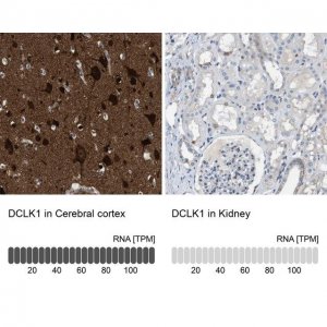 Anti-DCLK1 antibody produced in rabbit 