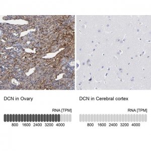 Anti-DCN antibody produced in rabbit HPA003315-100UL