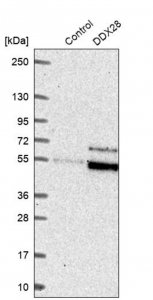 Anti-DDX28 antibody produced in rabbit 