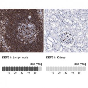 Anti-DEF6 antibody produced in rabbit 
