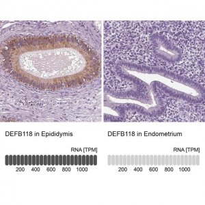 Anti-DEFB118 antibody produced in rabbit 