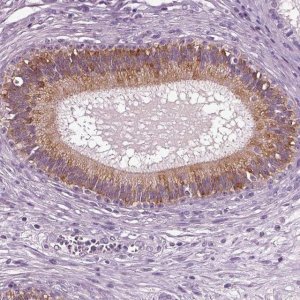 Anti-DEFB118 antibody produced in rabbit 