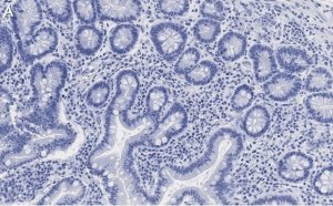 Anti-Derlin-1 Antibody, clone 2C2, ZooMAb� Rabbit Monoclonal 