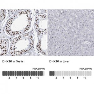 Anti-DHX16 antibody produced in rabbit 