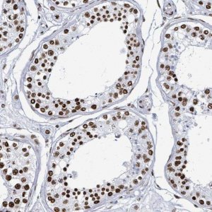 Anti-DHX16 antibody produced in rabbit 