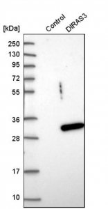 Anti-DIRAS3 antibody produced in rabbit 
