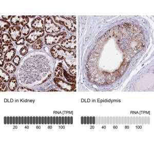 Anti-DLD antibody produced in rabbit 