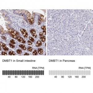Anti-DMBT1 antibody produced in rabbit 