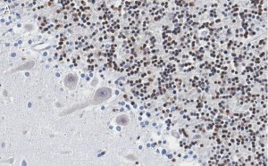 Anti-DNA Polymerase beta Antibody, clone 3F21 ZooMAb� Rabbit Monoclonal 