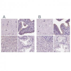 Anti-DNAH12 antibody produced in rabbit 