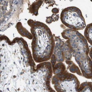 Anti-DNAJB11 antibody produced in rabbit HPA017051-100UL
