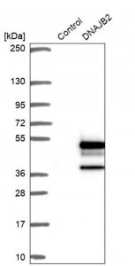 Anti-DNAJB2 antibody produced in rabbit HPA036268-100UL
