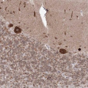 Anti-DNAJB2 antibody produced in rabbit HPA036268-100UL
