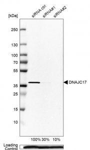 Anti-DNAJC17 antibody produced in rabbit 
