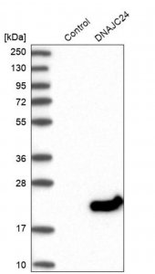 Anti-DNAJC24 antibody produced in rabbit HPA025237-100UL