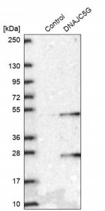 Anti-DNAJC5G antibody produced in rabbit 