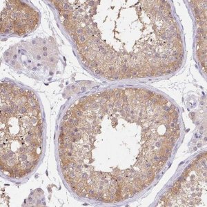 Anti-DNAJC5G antibody produced in rabbit 