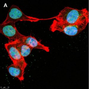 Anti-DOCK11 Antibody, clone 1F11 ZooMAb� Rabbit Monoclonal 