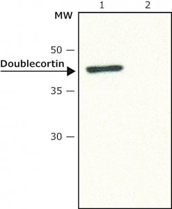 Anti-Doublecortin antibody produced in rabbit 