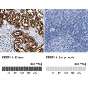Anti-DPEP1 antibody produced in rabbit 