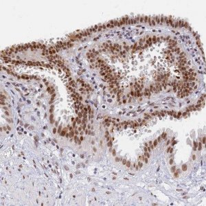 Anti-DPY30 antibody produced in rabbit 