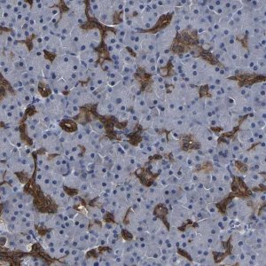 Anti-DSCR4 antibody produced in rabbit 