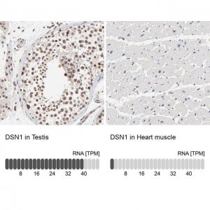Anti-DSN1 antibody produced in rabbit 