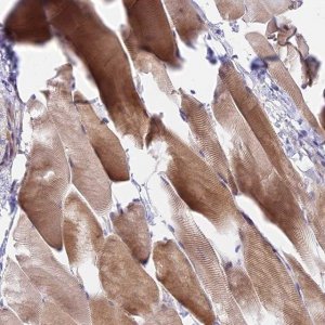 Anti-DUPD1 antibody produced in rabbit 