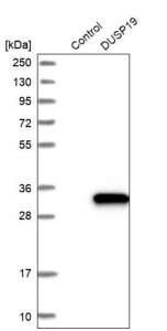Anti-DUSP19 antibody produced in rabbit 