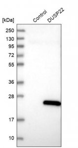 Anti-DUSP22 antibody produced in rabbit 