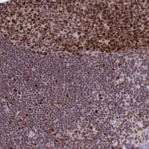 Anti-DUT antibody produced in rabbit 