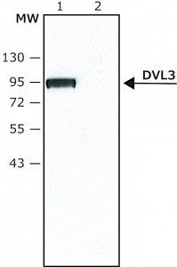 Anti-DVL3 (N-terminal) antibody produced in rabbit 