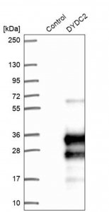 Anti-DYDC2 antibody produced in rabbit 
