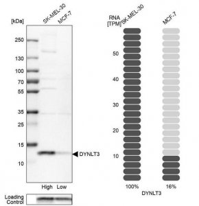 Anti-DYNLT3 antibody produced in rabbit 