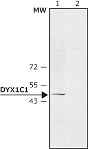 Anti-DYX1C1 (N-terminal) antibody produced in rabbit 