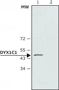 Anti-DYX1C1 antibody produced in rabbit 
