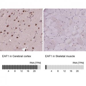 Anti-EAF1 antibody produced in rabbit 