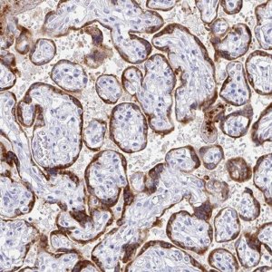 Anti-EBI3 antibody produced in rabbit 