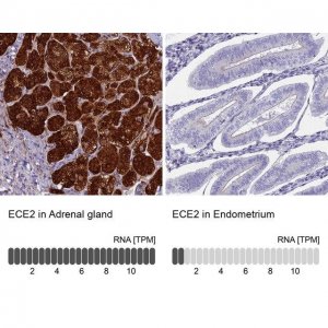 Anti-ECE2 antibody produced in rabbit 