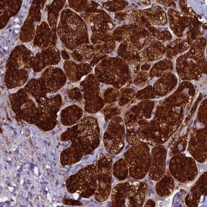 Anti-ECE2 antibody produced in rabbit 