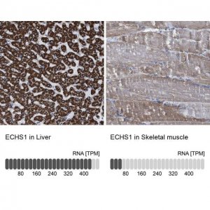 Anti-ECHS1 antibody produced in rabbit 