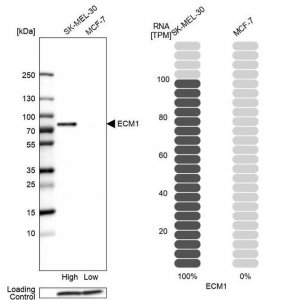 Anti-ECM1 antibody produced in rabbit 