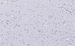 Anti-EEA1 Antibody, clone 1H18 ZooMAb� Rabbit Monoclonal 