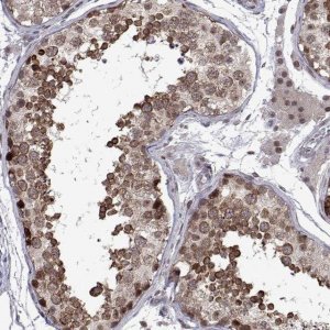 Anti-EFCAB3 antibody produced in rabbit 