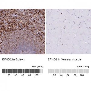 Anti-EFHD2 antibody produced in rabbit 