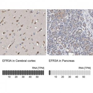 Anti-EFR3A antibody produced in rabbit 