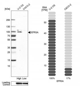 Anti-EFR3A antibody produced in rabbit 